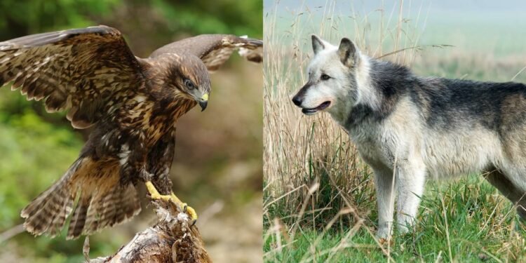 Qual é o animal espiritual que protege você de acordo com sua data de nascimento?