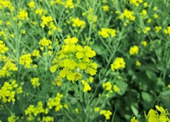 O segredo de uma semente picante para aliviar dores musculares e inchaços