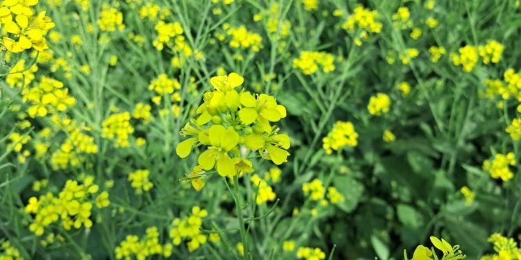 Ação antioxidante, auxiliando na proteção contra o estresse oxidativo - Créditos: depositphotos.com / brdigital009