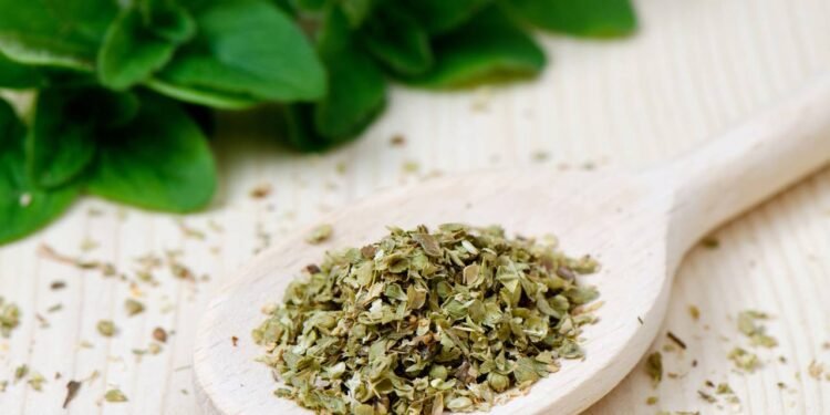 Orégano aromatiza pratos com toque picante e herbal, erva mediterrânea rica em compostos bioativos essenciais para temperos frescos e saudáveis. // Créditos: depositphotos.com / nsahraj