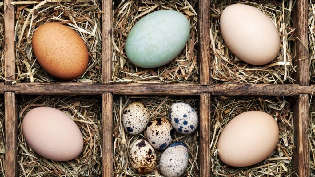 A diferença entre ovos de pato e de galinha que quase ninguém conhece - Créditos: depositphotos.com / fotomem