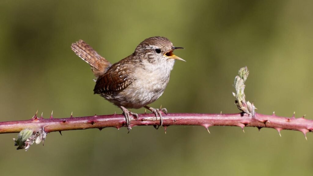 O canto forte dos pássaros ao amanhecer guarda um detalhe surpreendente
