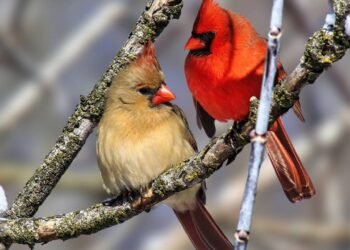 O canto dos pássaros à noite pode ser um sinal que muita gente ignora