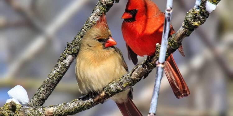 A migração noturna é um comportamento estratégico que reduz riscos, como predadores e intempéries - Créditos: depositphotos.com / hongkun