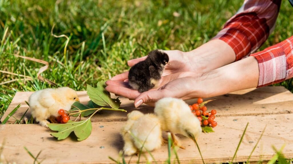 As formas práticas de atrair pássaros para o seu jardim