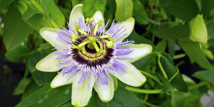 O chá natural indicado por farmacêuticos que reduz a ansiedade e regula o estresse