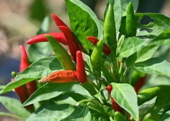 Como plantar pimenta malagueta em casa e garantir uma colheita farta