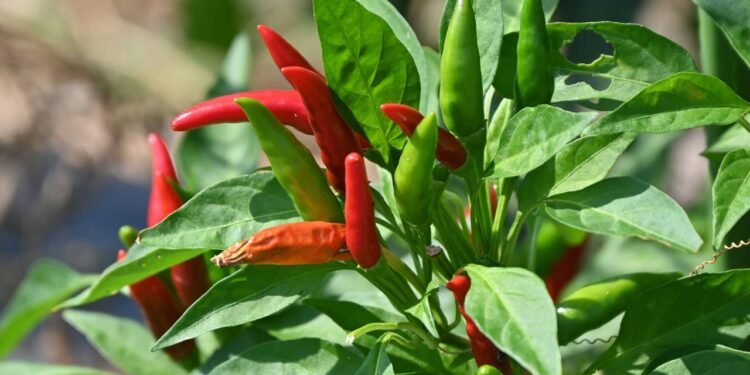 Evitar extremos de temperatura é essencial para manter um ambiente propício ao cultivo saudável - Créditos: depositphotos.com / YK1500