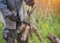 O melhor jeito de plantar mandioca em vaso e colher raízes grandes e saborosas