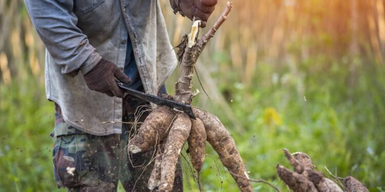 O vaso adequado é fundamental para garantir um bom desenvolvimento das raízes da mandioca - Créditos: depositphotos.com / Venusvi