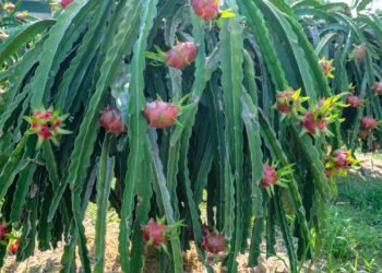 Como plantar pitaya em casa e garantir frutos doces e saudáveis