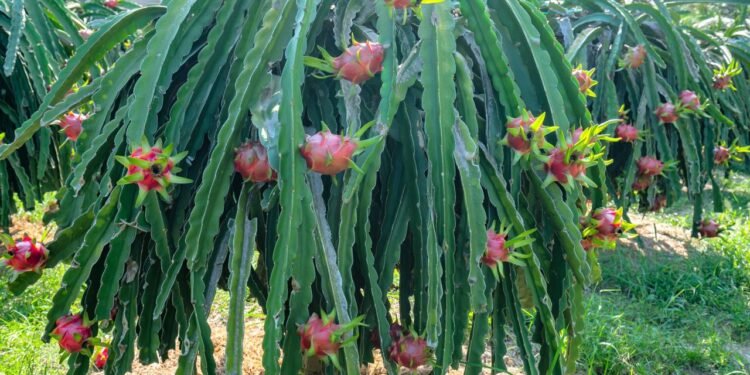 O sucesso no cultivo da pitaya começa com a escolha adequada das variedades que melhor se adaptam ao clima da região - Créditos: depositphotos.com / huythoai1978@gmail.com