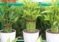 Como plantar bambu-da-sorte e trazer prosperidade para sua casa