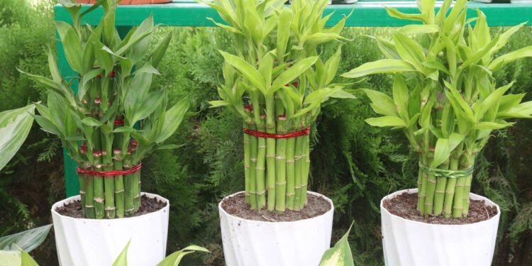 Cultivar o bambu-da-sorte na terra é uma ótima escolha para quem prefere uma planta mais robusta e com crescimento acelerado - Créditos: depositphotos.com / Jahidul Islam