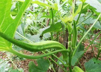 Como ter quiabo fresco e sem agrotóxicos na sua horta caseira ou em vasos