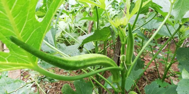 A preparação adequada do solo é essencial para garantir uma boa produção de quiabo - Créditos: depositphotos.com / banzali