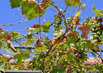 Aprenda a plantar uvas em casa e ter cachos saborosos todos os anos