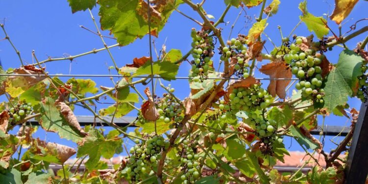 A seleção de um terreno apropriado é o ponto de partida mais importante para quem deseja começar a plantar uvas - Créditos: depositphotos.com / simply