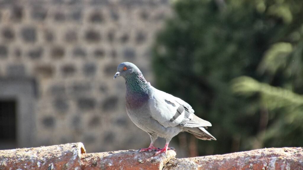 O que significa quando pombos aparecem na sua casa?