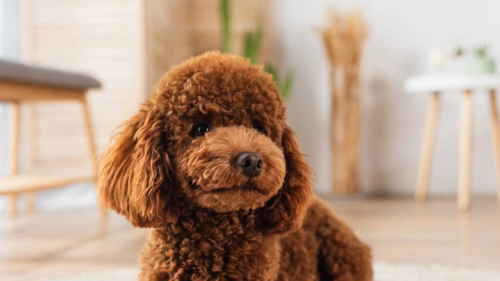 Quais são as 5 raças de cães mais inteligentes, segundo um veterinário