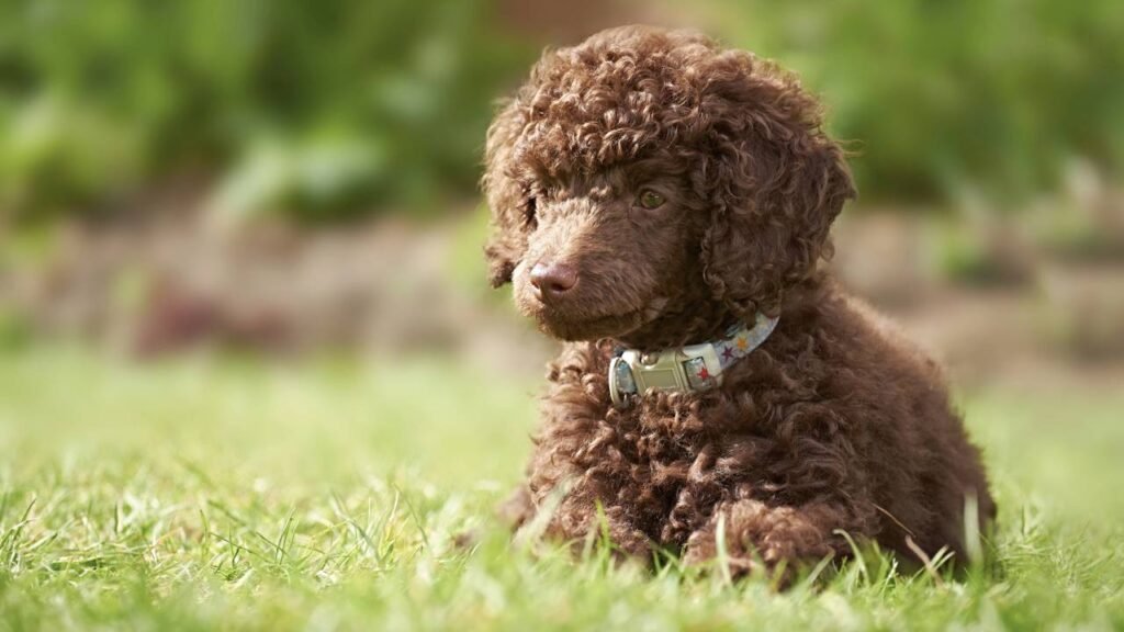 Esses 7 cães obedientes são o sonho dos pais de animais de estimação