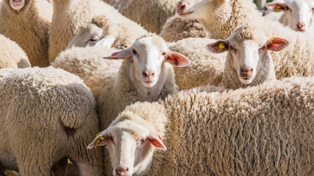 Qual é o coletivo de ovelhas?