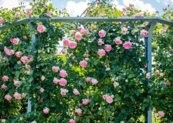 Dicas para plantar rosas trepadeiras e criar um jardim romântico e encantador