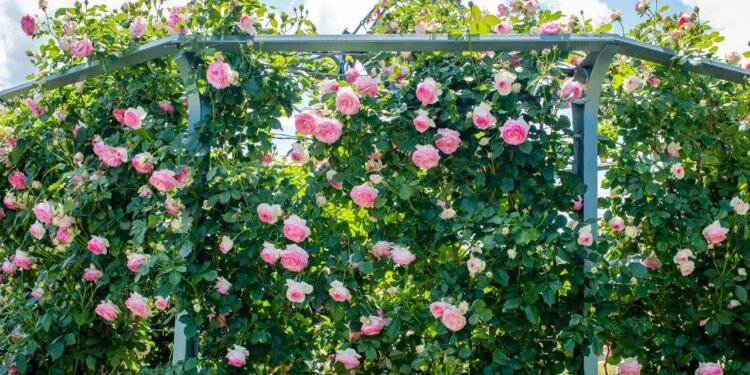 Rosas trepadeiras são recomendadas para quem busca uma forma elegante de cobrir estruturas verticais como muros e pérgolas - Créditos: depositphotos.com / valentyna.gupalo.gmail.com