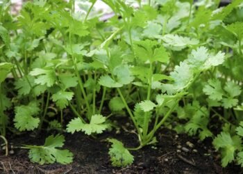 Aprenda o jeito certo de cultivar salsinha em casa e ter folhas frescas sempre à mão
