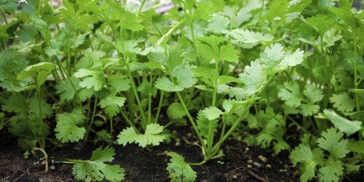 A colheita contínua ajuda a manter a salsinha sempre produtiva e saudável - Créditos: depositphotos.com / thewet