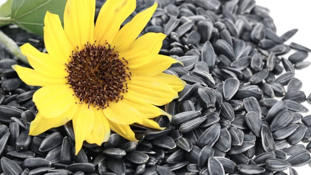 Comer essa semente antes de dormir pode garantir um sono perfeito