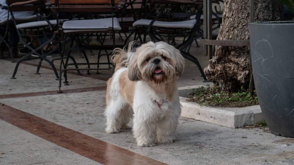 As 3 raças de cães perfeitas para donos de primeira viagem