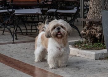 As 3 raças de cães perfeitas para donos de primeira viagem