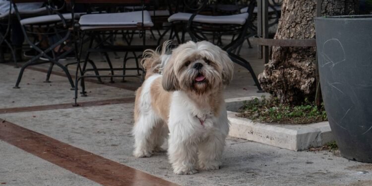 As 3 raças de cães perfeitas para donos de primeira viagem