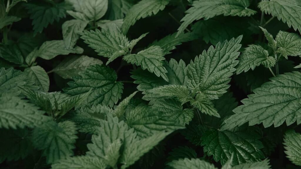 O que acontece se você incluir este chá poderoso na sua rotina?