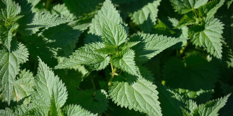 A planta natural que age na pele, evita queda de cabelo e ainda protege a saúde da próstata