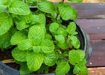 Onde plantar hortelã para atrair dinheiro e energias positivas, segundo Feng Shui