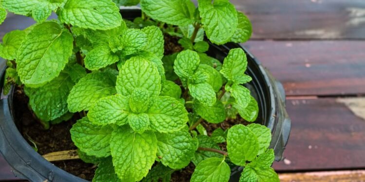 Prefira cores suaves como bege, branco, verde claro ou azul celeste para criar equilíbrio e serenidade - Créditos: depositphotos.com / pittawutpairoge1@hotmail.com