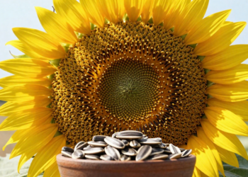 A flor bonita e fácil de plantar no quintal que rende sementes cheias de nutrientes