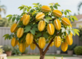 A fruta em forma de estrela que muita gente começou a plantar em casa