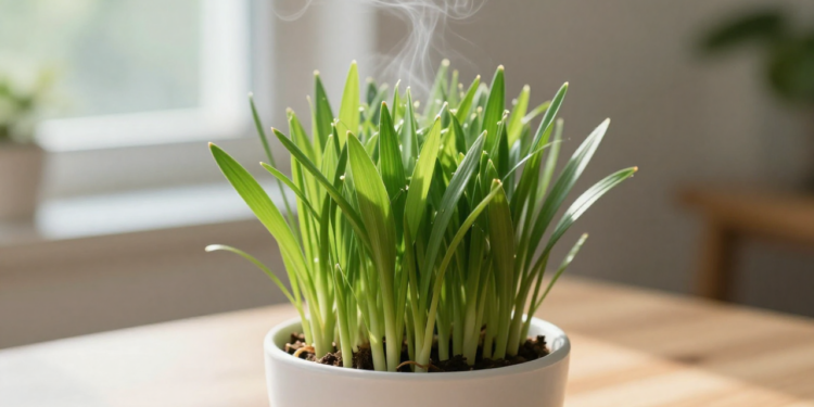 Alecrim e limão para que serve colocá-los em um vidro dentro de casa