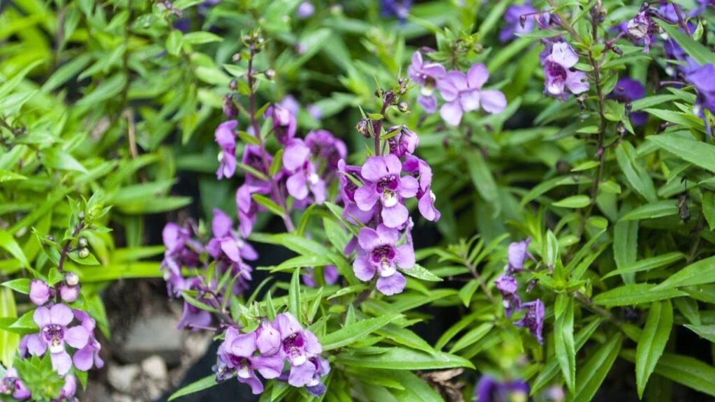 A planta brasileira ideal para plantar dezembro que cresce rápido e aguenta calor extremo