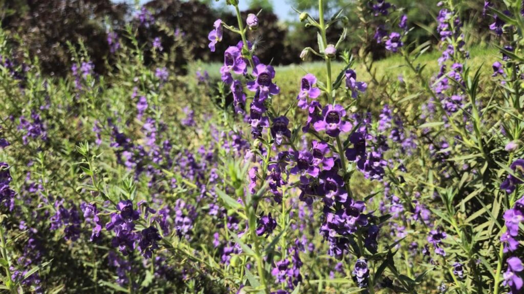 A planta brasileira ideal para plantar dezembro que cresce rápido e aguenta calor extremo