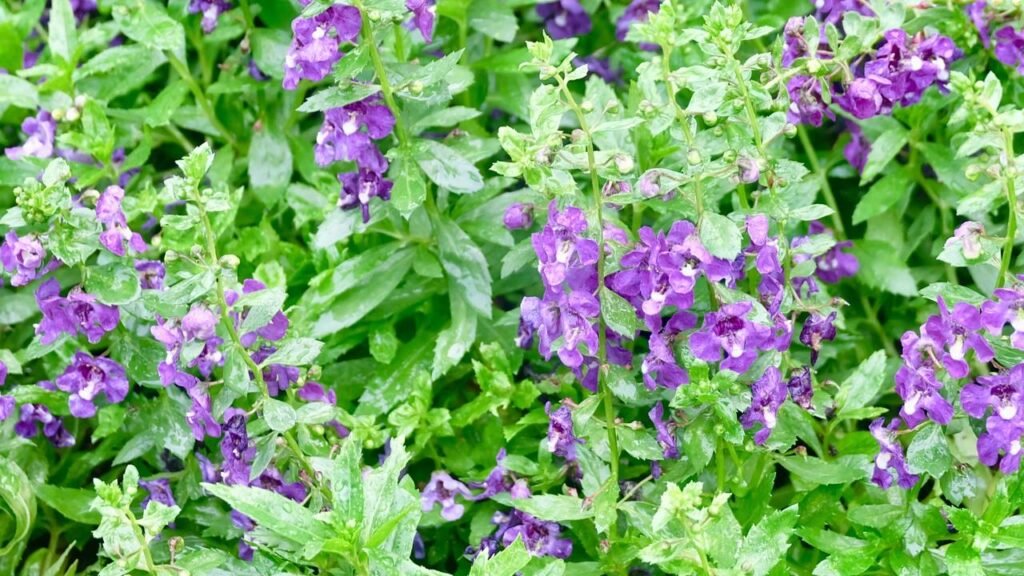 A planta brasileira ideal para plantar dezembro que cresce rápido e aguenta calor extremo