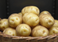 As batatas ficam frescas e sem brotos por mais tempo se guardar neste local