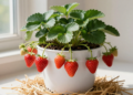 Como plantar morango em casa e colher frutas frescas mesmo com pouco espaço