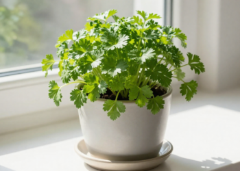 Como plantar salsinha na janela da cozinha e colher folhas frescas o ano todo