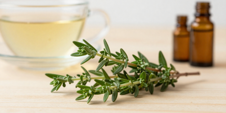 Como usar uma planta poderosa para reforçar a imunidade e o bem-estar diário