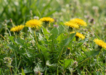 A erva que limpa o fígado e também reduz o inchaço de forma natural