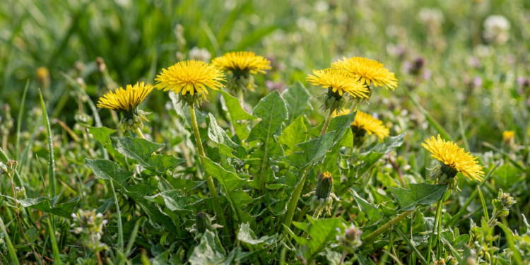 A erva que limpa o fígado e também reduz o inchaço de forma natural